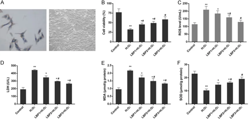 Figure 1. Morphological observation of cells and changes in cell proliferation and oxidative stress parameters in control, H2O2 (50 µmol/L) and LBP (100, 200 and 400 μg/mL)+H2O2 (50 µmol/L) groups