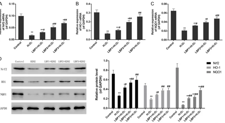 Figure 3. Expression of Nrf2 pathway related mRNA/proteinsin control, H2O2 (50 µmol/L) and LBP (100, 200 and 400 μg/mL)+H2O2 (50 µmol/L) groups
