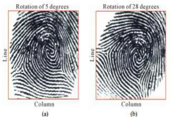 Fig. 11  Two examples of the scanned genuine fingerprint images having the rotation misalignment with original fingerprint image, when the rotation angles are (a) 5 degrees and (b) 28 degrees