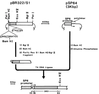 FIG.1.firstindicated.pSP64/S1into Schematic diagram illustrating the subcloning procedure for insertion of the BamHI-BglII fragment of the reovirus (Reo) S1 gene the expression vector pSP64 (see the text for details of the construction)