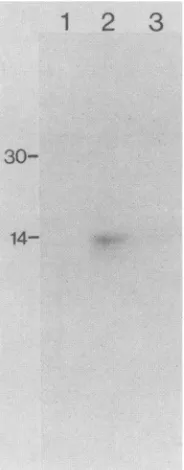 FIG. 2.Thereactionthenautoradiographed.truncatedRadioactivecappedbuffer,sized(cappedIncubationstheInstruments, Polyacrylamide gel electrophoresis of proteins synthe- in a wheat-germ extract programmed with in vitro-transcribed reovirus sl mRNA