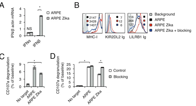 FIG 2 MHC class I upregulation upon Zika virus infection is mediated by IFN-�interferons in mock-infected and Zika virus-infected ARPE cells, quantiﬁed by qRT-PCR and normalized to�