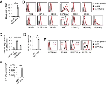 FIG 3 Zika virus-mediated upregulation of MHC class I molecules is recapitulated in the A549 cell model and inone-tailed, heteroscedastic Studenterrors of the means;and normalized toprimary human foreskin ﬁbroblasts (HFF)