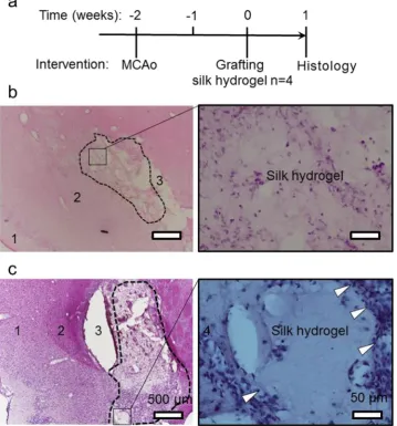 Figure 4. Space conformity of self-assembling silk hydrogels in lesions of variable sizes