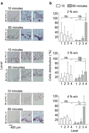 Figure 6. Impact of the solution-gel transition on cell distribution in self-assembling silk hydrogels in vitro
