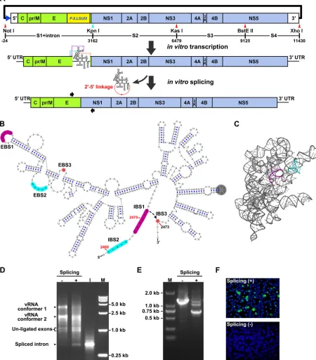 FIG 1 Design and generation of the group II intron-based infectious clone of ZIKV. (A) Construction strategy of the infectious clone of ZIKV isolateendonucleases used for fragment assembly are labeled, and the numbering was calculated by setting the ﬁrst n