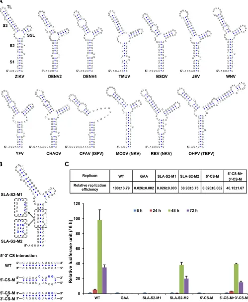 FIG 4 Functional analysis of 5substructures were labeled on the SLA structure of ZIKV (GZ01)