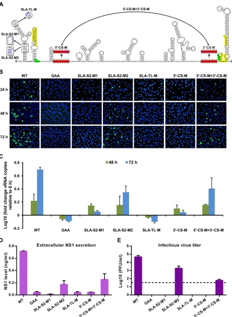 FIG 5 Mutagenesis analysis of crucial RNA elements of ZIKV based on the GZ01 infectious clone