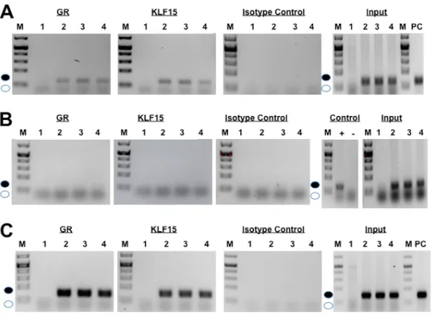 FIG 9 Interaction between GR and KLF15 with IEtu1 GREs and UL52 sequences. Neuro-2A cells werein 2% stripped-serum medium for 4 h before cells were harvested