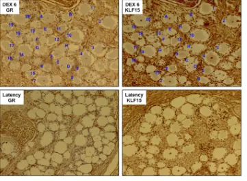 FIG 1 KLF15 and the GR are frequently found in the same TG neuron during DEX-induced reactivation from latency.Immunohistochemistry (IHC) of consecutive sections was examined for KLF15 and GR expression in TG neuronswhen latently infected calves were treat