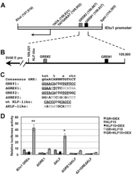 FIG 3 KLF15 and the GR cooperate to stimulate IEtu1 promoter activity. (A) Schematic of IEtu1 promoteramount of DNA in each sample, empty vector was included in certain samples