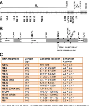 FIG 4 Location of GREs on BoHV-1 and intergenic regions analyzed for stress-induced transcriptionalactivity