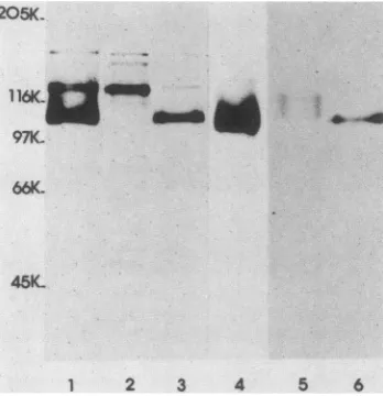 Fig. 5,not; lane 6), while the high-molecular-weight forms most of the label was seen in the 108K peptide.Previous studies by us and others (2, 3, 15, 16) have