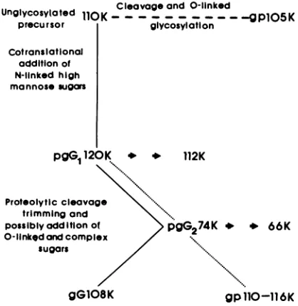 FIG.11.endoprocessingcells; Proposed pathway of processing of gG. Symbols: in normal cells; -- -, processing in tunicamycin-treated ., processing in monensin-treated cells; 0 0, modification by H.