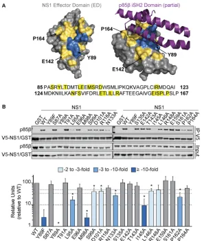 FIG 1 Identiﬁcation of NS1 residues that contribute to p85effector domain (ED; silver) alone (left) or in complex with a portion of the p85bottom of panel A)