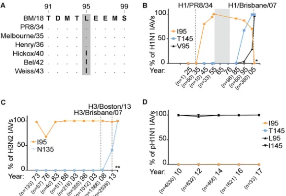 FIG 4 NS1 p85�-binding variants have arisen in human IAVs. (A) Sequence alignment of NS1 proteinsfrom early human H1N1 IAVs highlighting the emergence of 95I