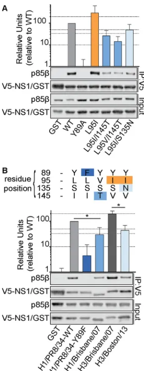 FIG 5 Human IAV NS1 p85anti-V5 immunoprecipitates from lysates of 293T cells expressing V5-GST or various V5-NS1 mutantstogether with FLAG-p85virus strains