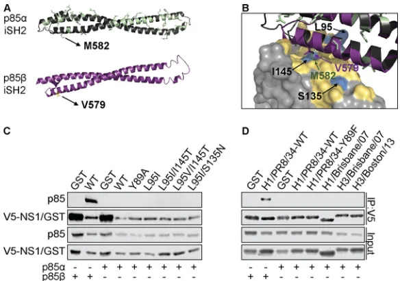 FIG 6 Human IAV NS1 p85variants are labeled, and the p85M582 (p853L4Q�-binding variants do not switch p85 isoform speciﬁcity