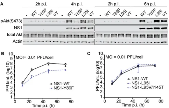 FIG 7 Impact of NS1 p85MDCK cells. Data points show mean values from three independent experiments(A) Western blot analysis of total lysates of HAP1 cells infected with the indicated rPR8-based NS1wild-type (WT) or mutant virus at an MOI of 5 PFU/cell for 