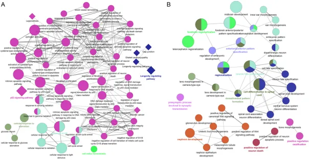 Figure 2. Cross-talk of GO functional and KEGG pathway enrichment results for up- and down-regulated DEGs