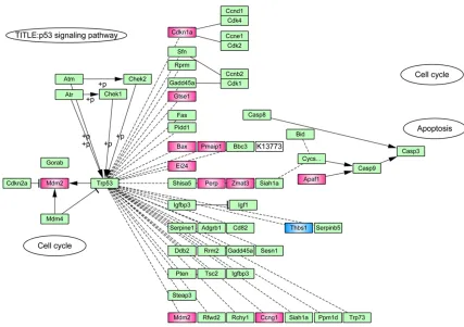 Table 2. KEGG pathway enrichment analysis of DEGs