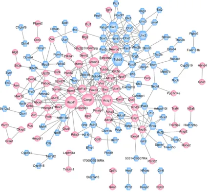 Figure 4. The PPI network of DEGs. The red circle represents the up-regulated gene, the blue polygon represents the down-regulated gene, and the node size represents the size of degree