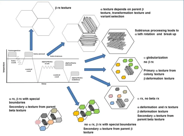 Figure 2.5:  Schematic of various processing paths in titanium alloys and the texture developed at key  steps [30] 