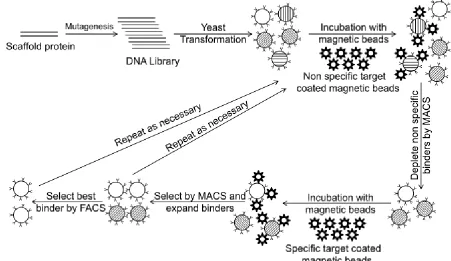 Figure 1.1: General overview of protein engineering by yeast surface display 