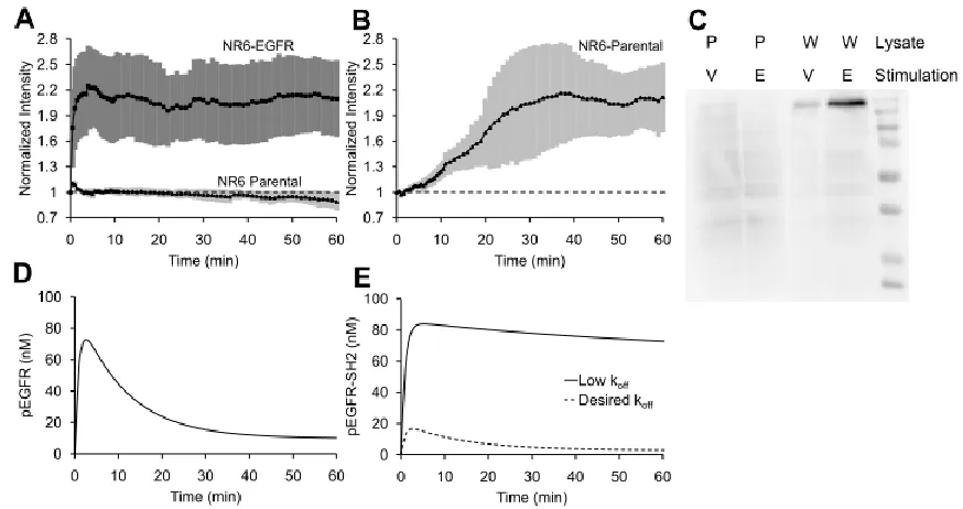 Figure 2.1: The tSH2-WT biosensor lacks specificity and does not faithfully track kinetics of 