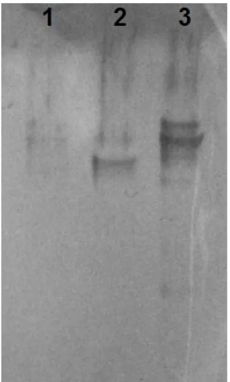 Figure 3.10: Immunoprecipitation of Liver (1), Pancreas (2) and Placenta (3) tissues from 