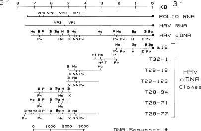 FIG. 6.arrows),legendinformation Strategy of sequencing HAV cDNA. This schematic representation shows the locations, directions, and extents of DNA sequence obtained by the Maxam and Gilbert technique (18) (solid arrows), the Sanger technique (26) with M13