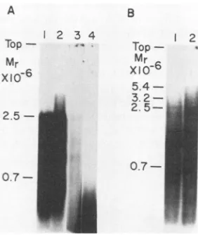 FIG. 2.recoveredtainingoligo(U);ethidiumtemplateoligo(U)-primed32P]UTP,DNA,RNA;lanesweightsproductseveralsynthesized Size analysis of labeled product RNA