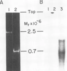 FIG. 5.entasynthesizedwerethatpolymerase.CH3HgOH-agarose reaction Effect of reaction time on the size of the product RNAs in the oligo(U)-dependent and in the host factor-depend- reactions