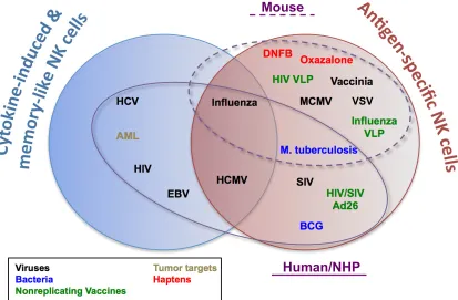 FIG 1 Examples of antigen-speciﬁc, cytokine-induced, and memory-like NK cells in mice and humans/nonhuman primates (NHP)