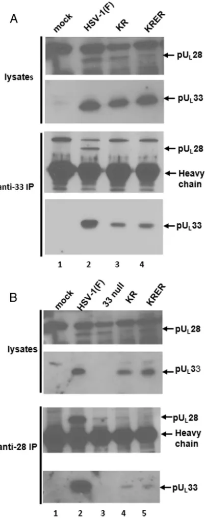 FIG 2 Assessment of pUSDS sample buffer and separated on denaturing 12% polyacrylamide gels