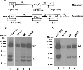 FIG 3 Detection of the ends of the long and short components of HSV DNA by Southern blotting