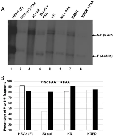 FIG 4 Ratio of terminal to junction BamHI fragments in replicated and input HSV DNA from infected cells.(A) CV1 cells were infected with the indicated viruses at an MOI of 5 PFU per cell in the presence orabsence of phosphonoacetic acid (PAA)