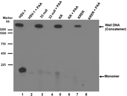 FIG 5 Pulsed-ﬁeld analysis of viral DNA. CV1 cells were infected with viruses in the presence or absenceof PAA, as indicated