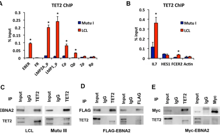 FIG 8 TET2 colocalization and coimmunoprecipitation with EBNA2. (A) ChIP-qPCR for TET2 in Mutu I (blue) or LCLto IP with TET2 or IgG control and assayed by Western blotting with EBNA2 or TET2