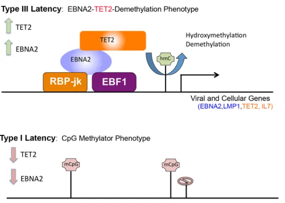 FIG 9 Coordinate regulation of the EBV epigenome and TET2 gene transcript by TET2 and EBNA2