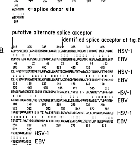 FIG. 8.frame683polypeptide.hereEBV Comparison of predicted amino acid homology between the protein encoded by the spliced HSV-1 transcript and the putative EBV As described in the text, the HSV protein is initiated at an ATG triplet 331 bases 3' of the mRN