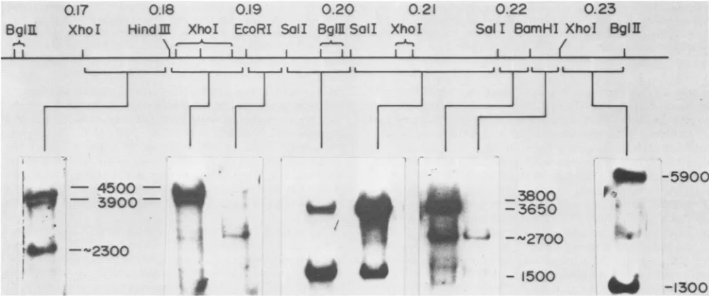 FIG.1.endonucleaseproductsmapping(6).2.7-kbrestrictionsites High-resolution transcription map of HSV-1 KOS in the region between 0.151 and 0.272 m.u