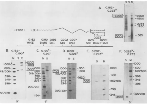 FIG. 3.restrictionalkalineaVII-digestedpresented(D)labeledn, wavy Nucleotides. Localization of the 2.7-kb spliced mRNA by S1 nuclease and exonuclease VII mapping