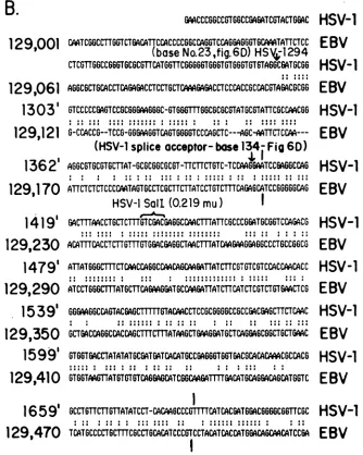 FIG. 7.ofdesignatedofsplice strongest the Nucleotide sequence homology between HSV-1 KOS DNA encoding the spliced 2.7-kb transcript and EBV B95-8 DNA