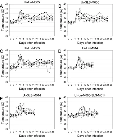 FIG 2 Daily rectal temperatures of rabbits infected with the reverse-engineered Ur viruses