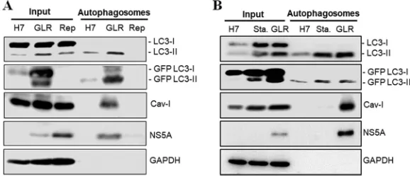 FIG 3 Western blot analysis of proteins associated with autophagosomes. (A) A fraction of total lysatesof Huh7-GFP-LC3, GLR, and replicon cells was used as the input control for Western blot analysis.Autophagosomes puriﬁed by membrane ﬂotation and the anti