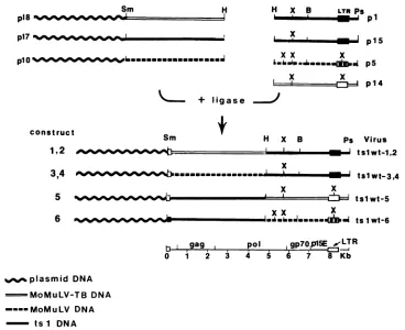 FIG. 3.ofofconstructedrespectively.virusesMoMuLV.Ps, p17 plO Chimeric viral genomes constructed from the 3' pol-env-LTR and the 5' U5-gag-pol sequences of tsl, MoMuLV-TB, and Infectious viruses tslwt 1 and tslwt 2 were recovered from NIH 3T3 cells transfec