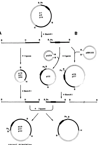 FIG. 5.theoffragmentsagarosetheplasmidsof2.2-kbppBR322,phosphatase.p22, p26,containingsequencepolylinker tsl, Schematic presentation of the molecular cloning of the HindlIl (H)-BamHI (B) (panel A) and BamHI-PstI (Ps) (panel B) sequences MoMuLV-TB, and MoMu
