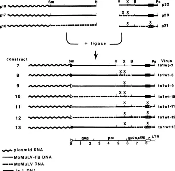 TABLE 2. Characterization of viruses produced by chimericgenomes in transfected NIH 3T3 cellsa