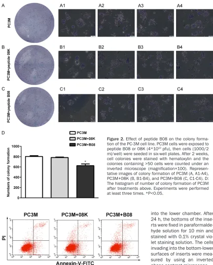 Figure 2. Effect of peptide B08 on the colony forma-ml/well) were seeded in six-well plates